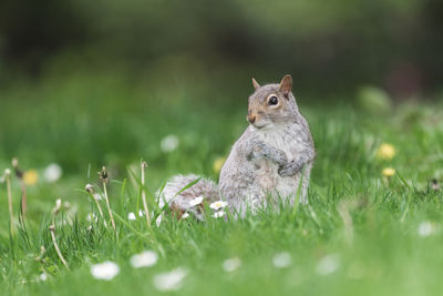 Close-up of squirrel on grass