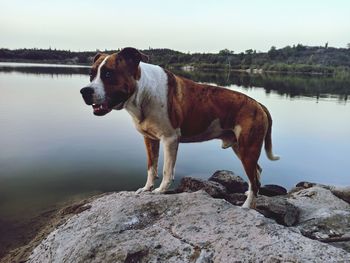 Dog standing on rock by lake