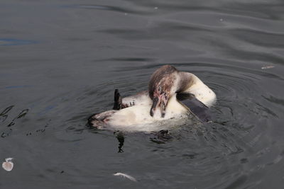 High angle view of duck swimming in lake