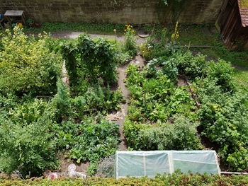 Plants growing in greenhouse