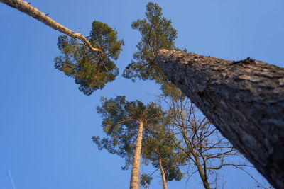 Low angle view of tree against clear blue sky