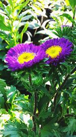 Close-up of purple flowers blooming outdoors