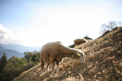 Sheep in a field