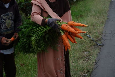 Farmers harvest big carrots and tie them in the fields
