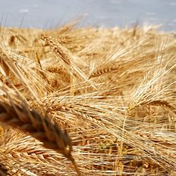 Close-up of wheat crop in field