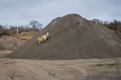 Dog down sand mountain