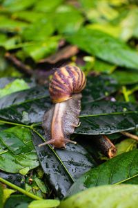 snail