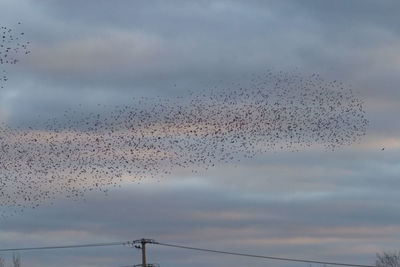 Flock of birds flying against sky during sunset