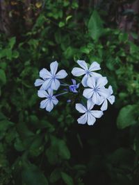 High angle view of purple flowering plant