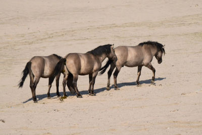 Horses standing at sandy beach