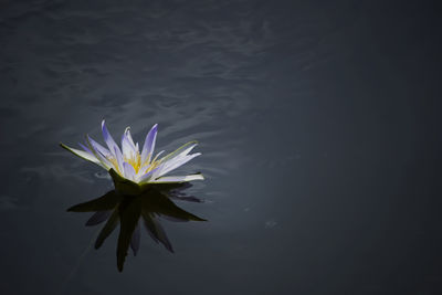 Close-up of lotus water lily in lake