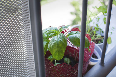 Close-up of potted plant