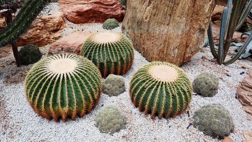 High angle view of succulent plant on field