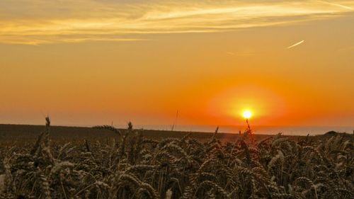 Scenic view of field against orange sky
