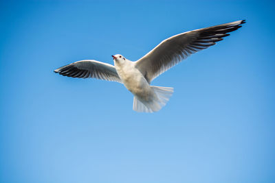 Low angle view of seagull flying in sky