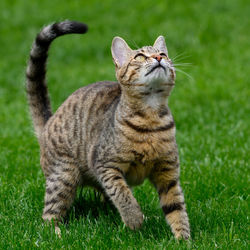 Portrait of a cat on field