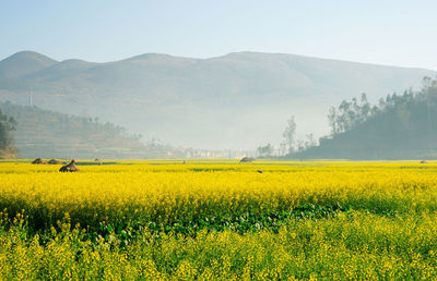 Scenic view of field against clear sky