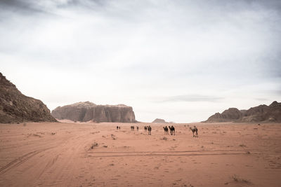 Camels at desert