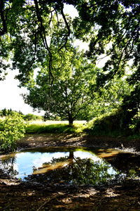 Scenic view of lake in forest