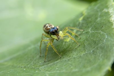 Close-up of spider