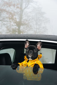 Portrait of a dog