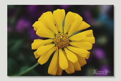 Close-up of yellow flower blooming outdoors