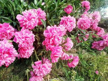 Close-up of pink flowers