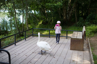 Full length of young girl taking photo for swan in forest park 