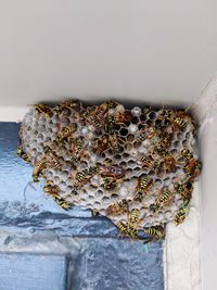 Low angle view of honey comb in corner of building