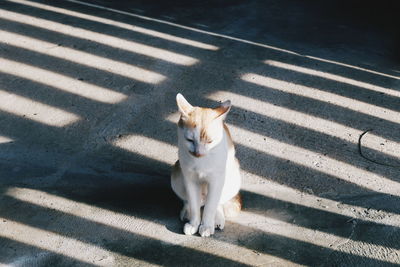 High angle portrait of a cat