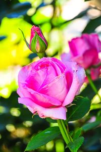 Close-up of pink rose blooming outdoors