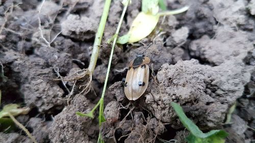 High angle view of insect on plants