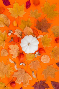 High angle view of orange flowering plant