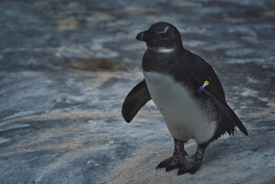 Penguin swimming in lake