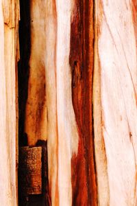 Full frame shot of tree trunk