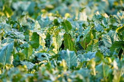 Close-up of fresh green leaves on field