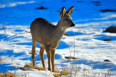 Deer standing on snow covered land