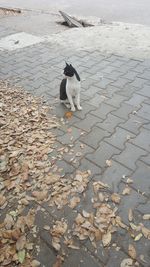 High angle view of a dog on footpath