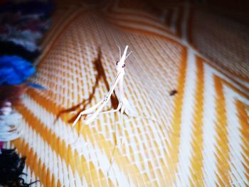 Low angle view of decoration hanging on ceiling