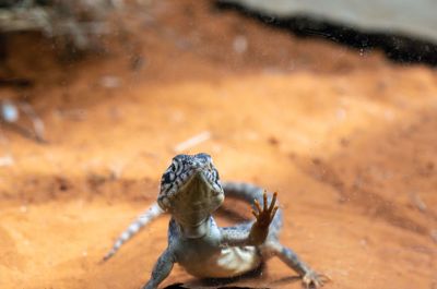 Close-up of lizard