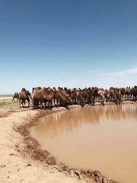 Panoramic view of horses on beach against sky