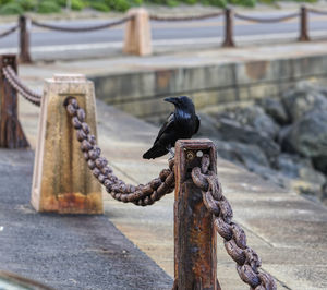 Close-up of bird perching on metal railing