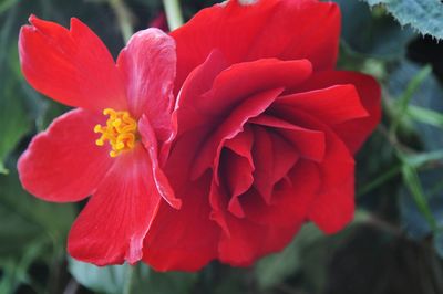 Close-up of red flower blooming outdoors