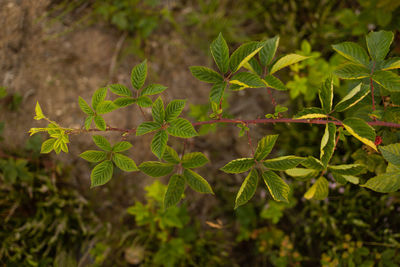 Close-up of fresh green blackberry leaves