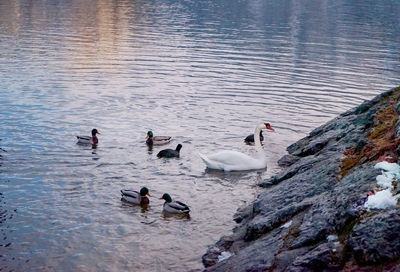 High angle view of swans swimming in lake