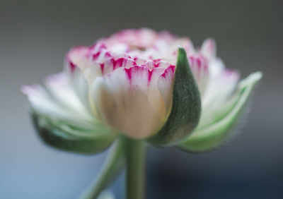 Close-up of pink flower