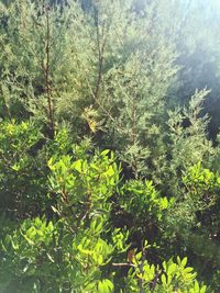 Trees in forest