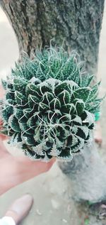 Close-up of hand holding cactus plant