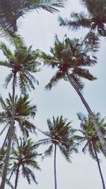 Low angle view of trees against sky