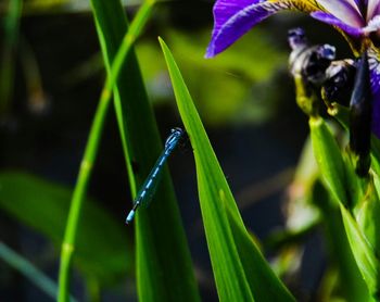 Close-up of dragonfly on leaf